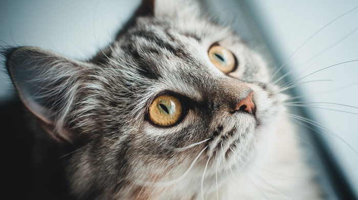 cat, animals, closeup