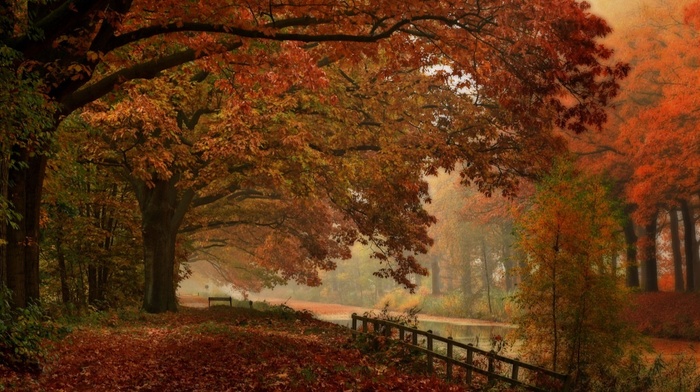 landscape, mist, fall, nature, forest, fence, river, walking, Netherlands, leaves, trees