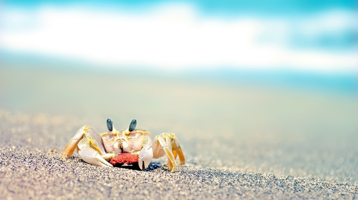 crabs, animals, beach