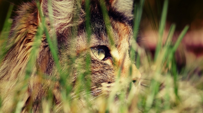 cat, grass, animals