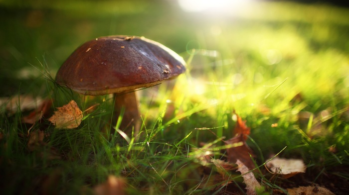 macro, mushroom, grass