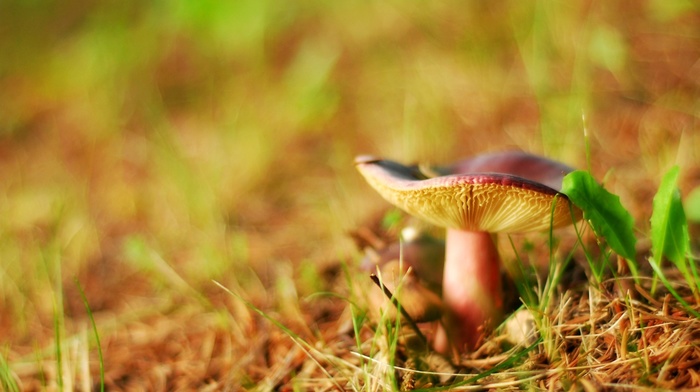 mushroom, macro