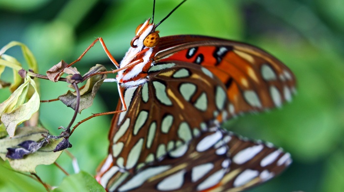 lepidoptera, butterfly, macro