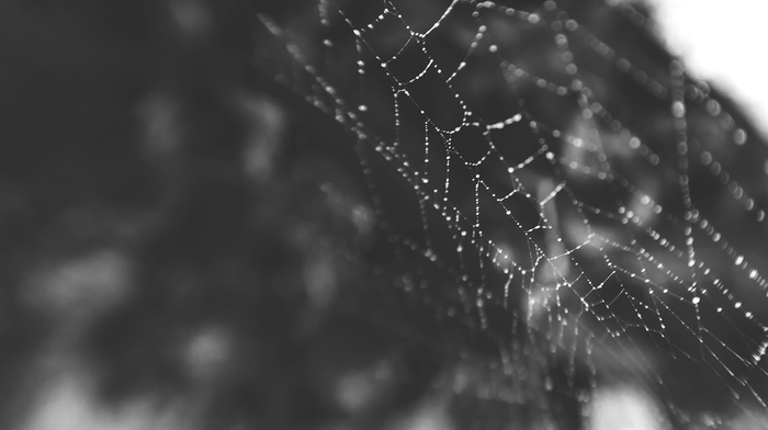 spiderwebs, macro