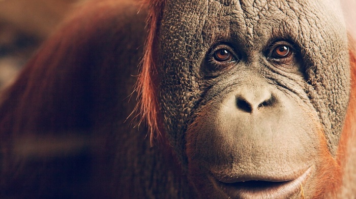 orangutans, animals, apes