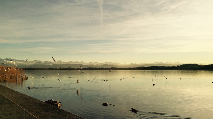 water, sunset, horizon, landscape, nature, birds, mountains, duck, clouds, reflection, yellow