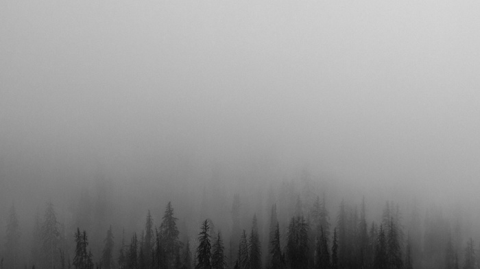 monochrome, mist, nature, trees