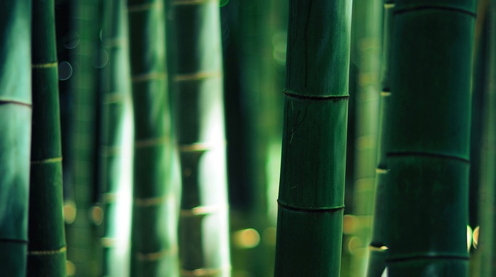 bamboo, sunlight, nature, bokeh, depth of field