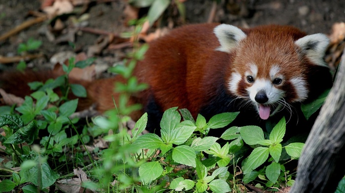 red panda