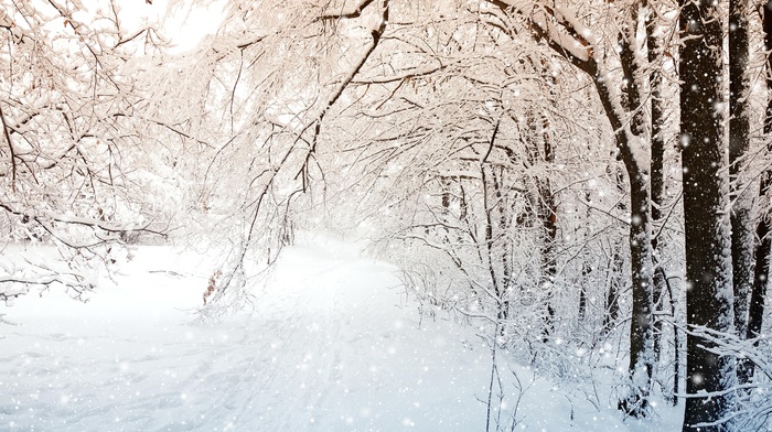 nature, trees, snow, winter