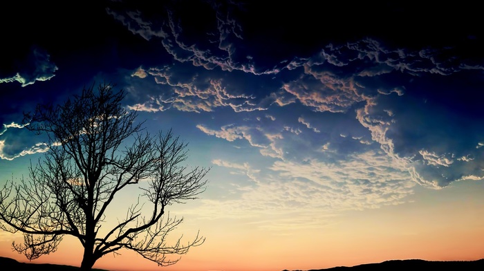 trees, sky