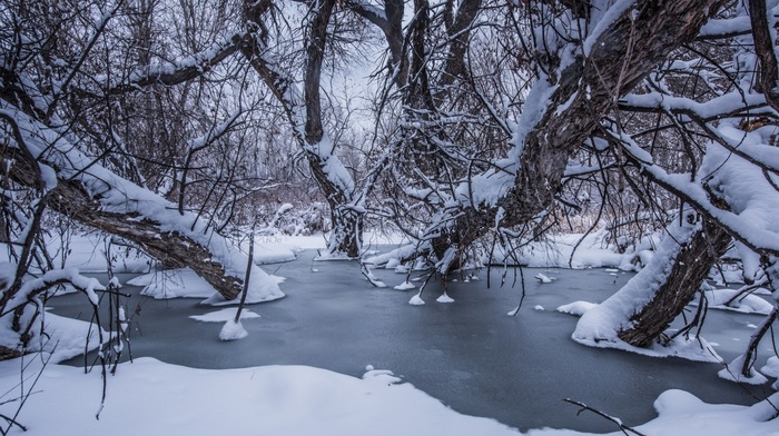 trees, snow, winter