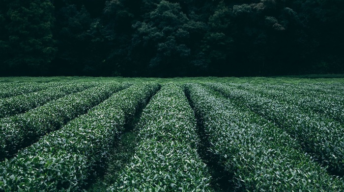 nature, trees, field