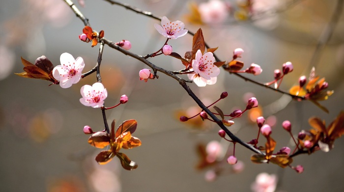 blossoms, branch, depth of field, twigs, flowers