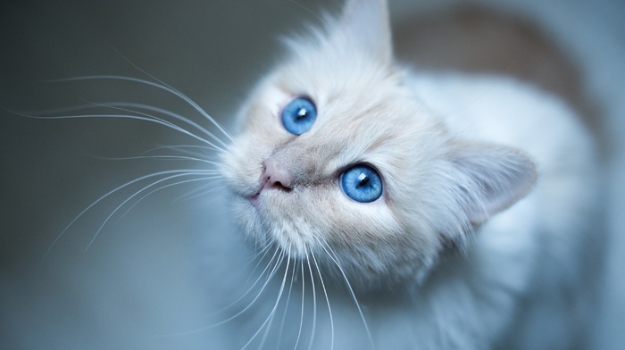 cat, blue eyes