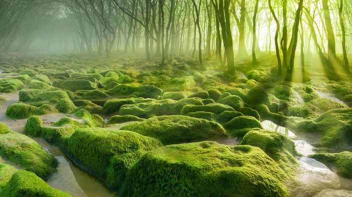 morning, water, mist, moss, green, sun rays, forest, landscape, nature, trees, stones