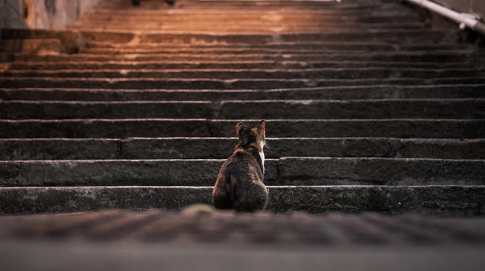 depth of field, animals, stairs, steps, cat
