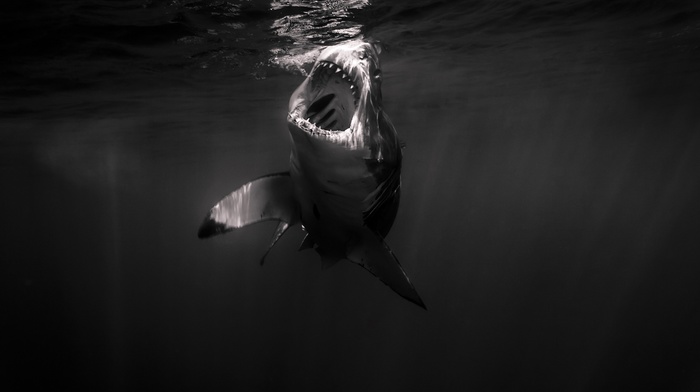 monochrome, shark