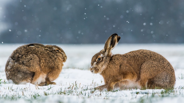 snow, animals, winter, rabbits