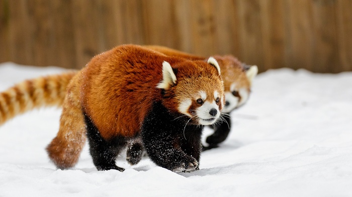 animals, red panda, snow