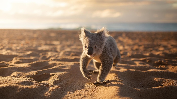animals, sand, beach, koalas