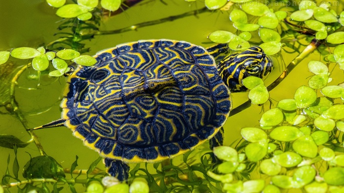 leaves, animals, water, reptiles, turtle