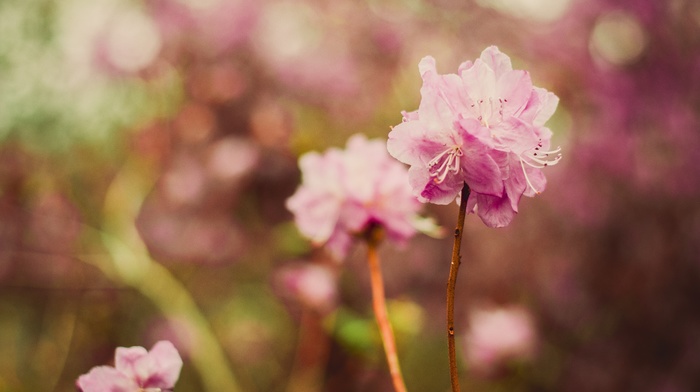 nature, plants, flowers, depth of field, pink flowers