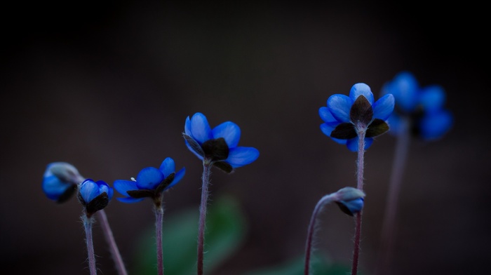 plants, nature, macro, blue flowers, flowers
