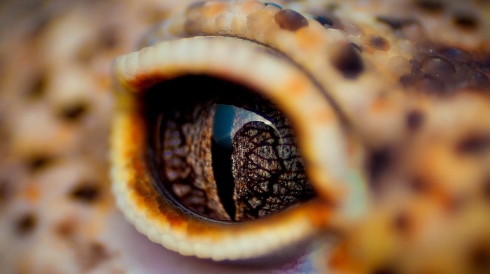 animals, eyes, macro