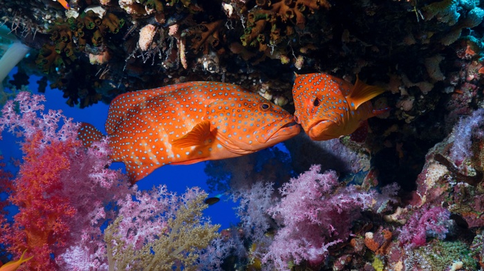 coral, underwater, animals, fish, National Geographic