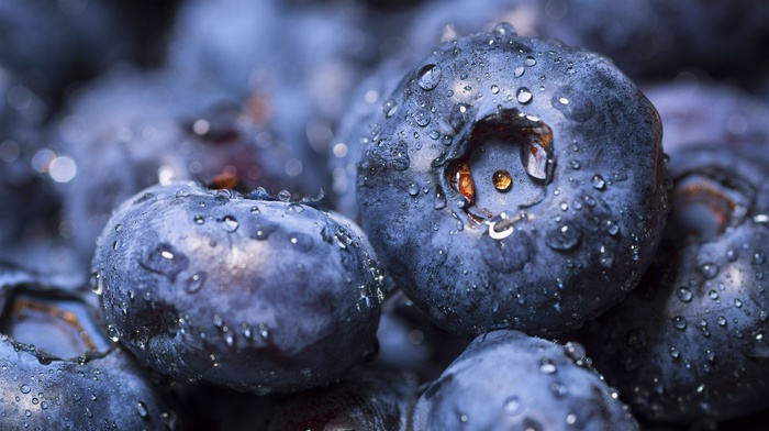 fruit, macro, blueberries, water drops