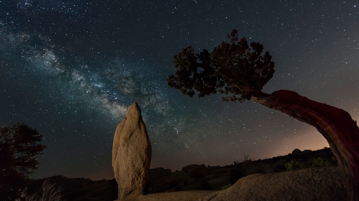 nature, sky, trees, stars