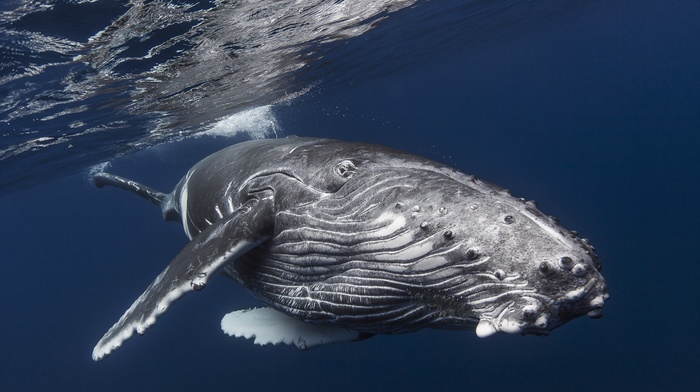 humpback whale, whale, underwater