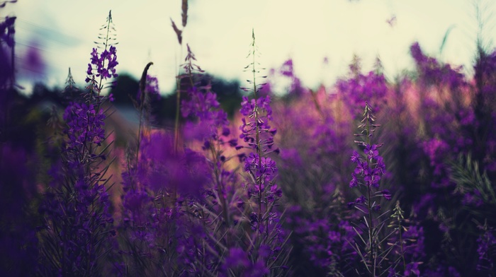 nature, lavender, plants, purple flowers, depth of field, flowers
