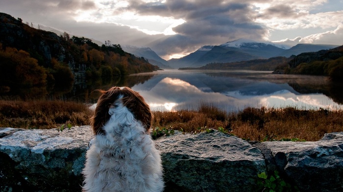 animals, water, reflection, forest, landscape, lake, dog, shrubs, mountains, fall, sky, nature, clouds