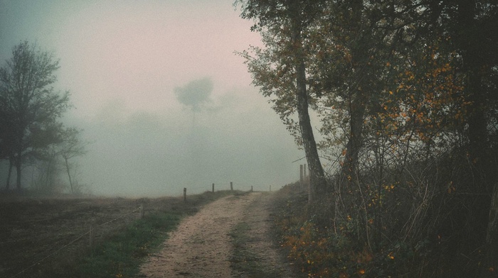 mist, trees, path, nature, dirt road, landscape, fence, daylight, shrubs