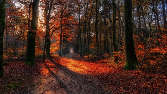 path, fall, trees, nature, leaves, landscape, sunlight, forest, dirt road, red