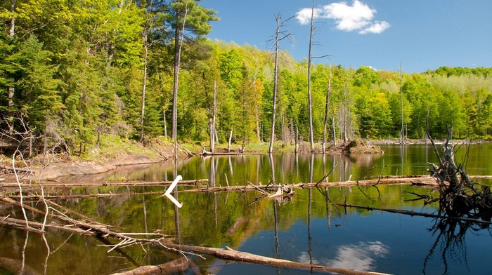 landscape, lake, summer, trees, sunlight, nature, forest, reflection