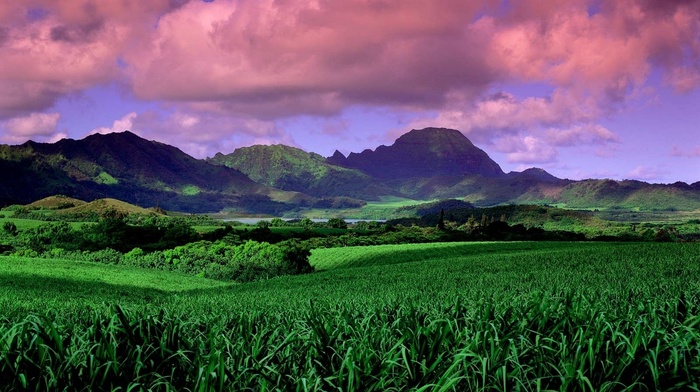field, daylight, nature, clouds, sunset, landscape, green, trees, Hawaii, mountains