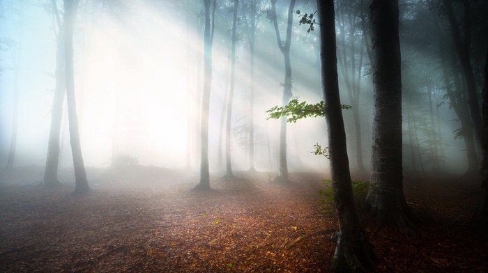 forest, sunlight, mist, nature