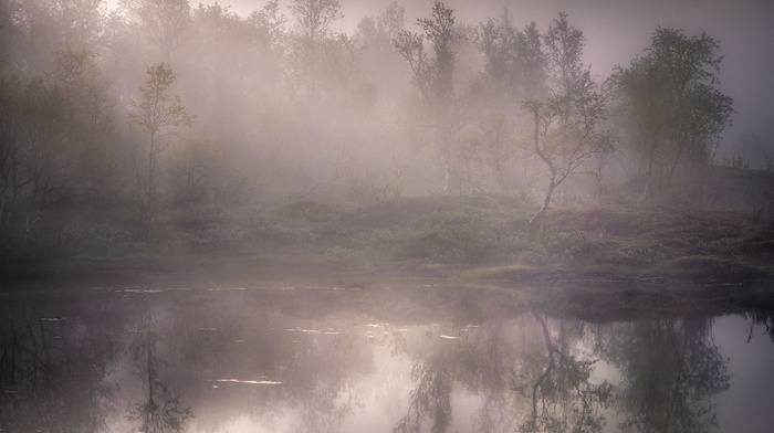 forest, mist, nature, landscape, lake, reflection, water, trees