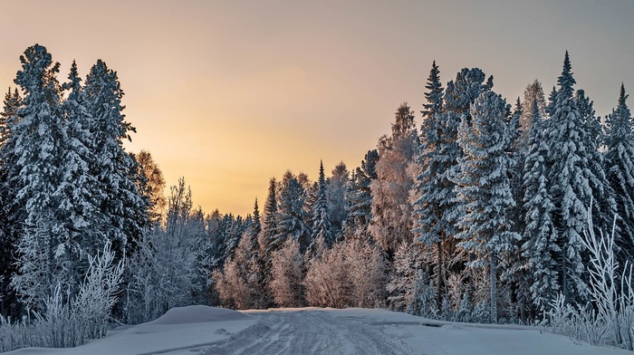 snow, winter, nature, trees