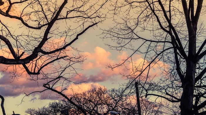 sky, branch, photography