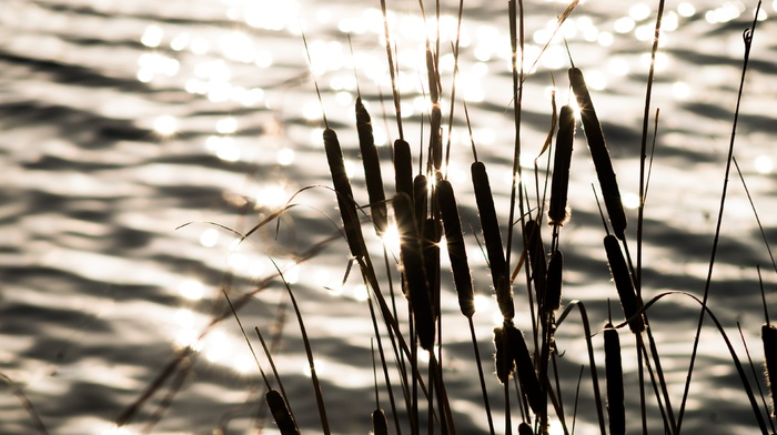 water, sunlight, reeds, depth of field
