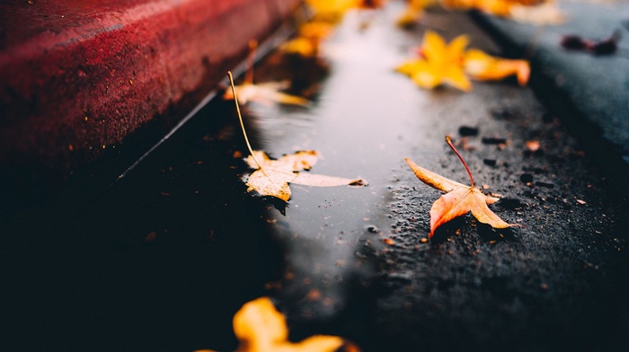 fall, on the floor, leaves, maple leaves