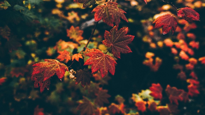 depth of field, leaves, filter, fall, nature