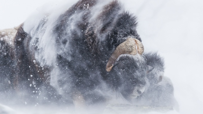 snow, buffalo
