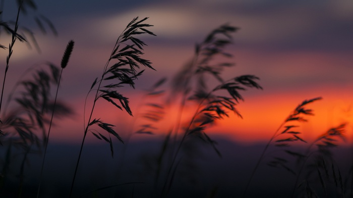 nature, silhouette, plants, sunset, reeds