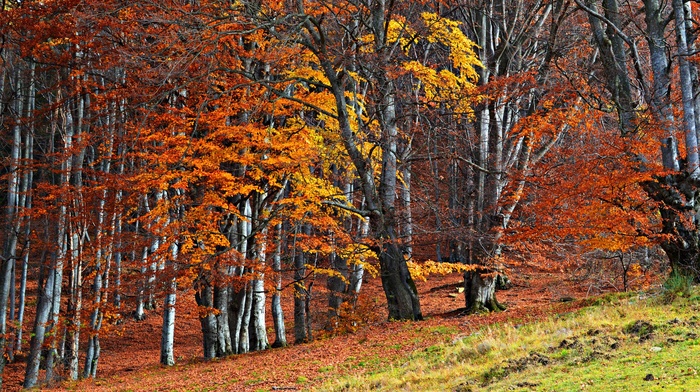 trees, plants