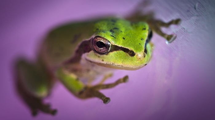 amphibian, depth of field, animals, frog
